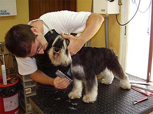 PELUQUER�A CANINA